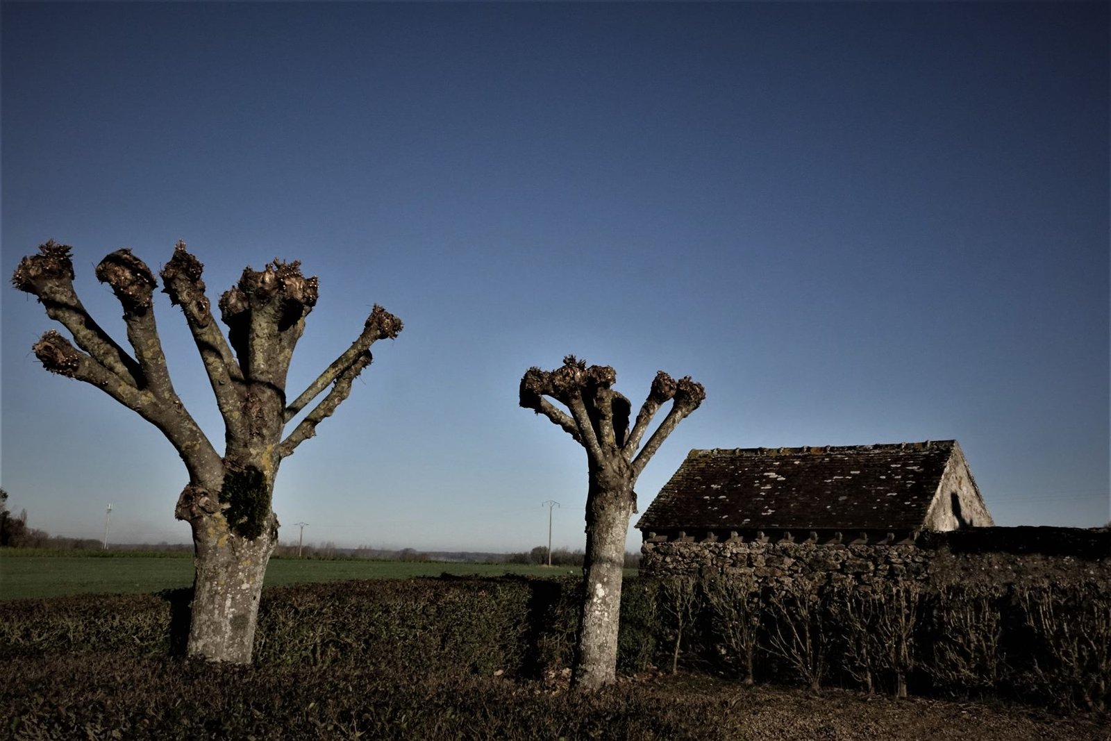 Arbres têtards au bord d'un champ en hiver