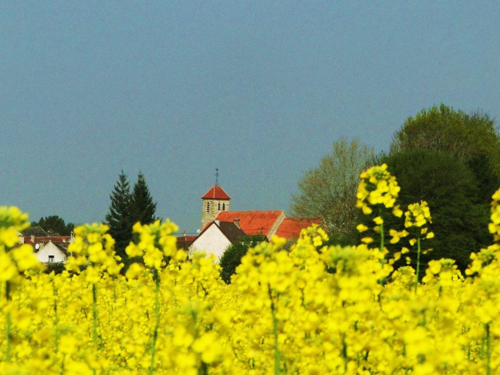 Le clocher de La Trétoire derrière un champ de colza en fleurs